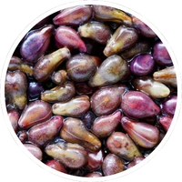 Grape seed extract used in LipoFit formula