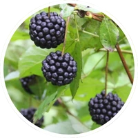 Eleuthero root ingredient in LipoFit capsules